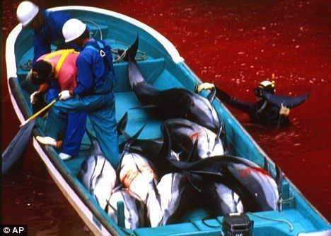 在太地町海灣，日本漁民宰殺海豚，周圍海水已被染成紅色。