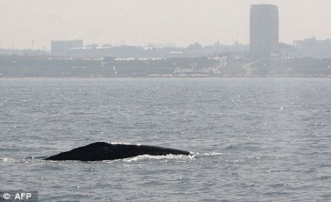 一頭灰鯨在以色列附近地中海海域浮出水面。