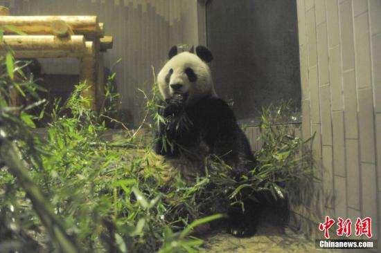 2011年2月22日，日本東京，雌性大熊貓“仙女”（“真真”）在上野動物園內(nèi)。