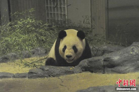 2011年2月22日，日本東京，雄性大熊貓“比力”（“力力”）在上野動(dòng)物園內(nèi)。