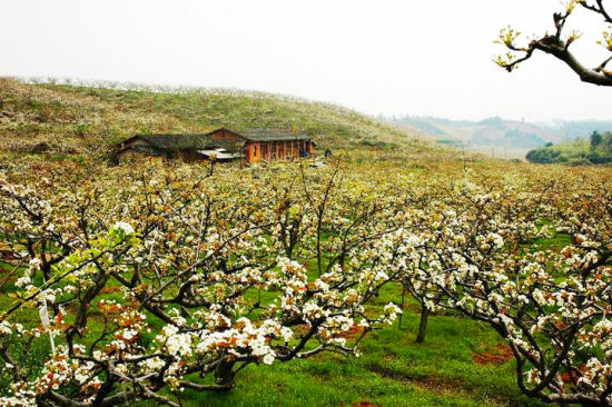建寧萬畝梨花賞花活動(dòng)-1-新浪旅游.jpg