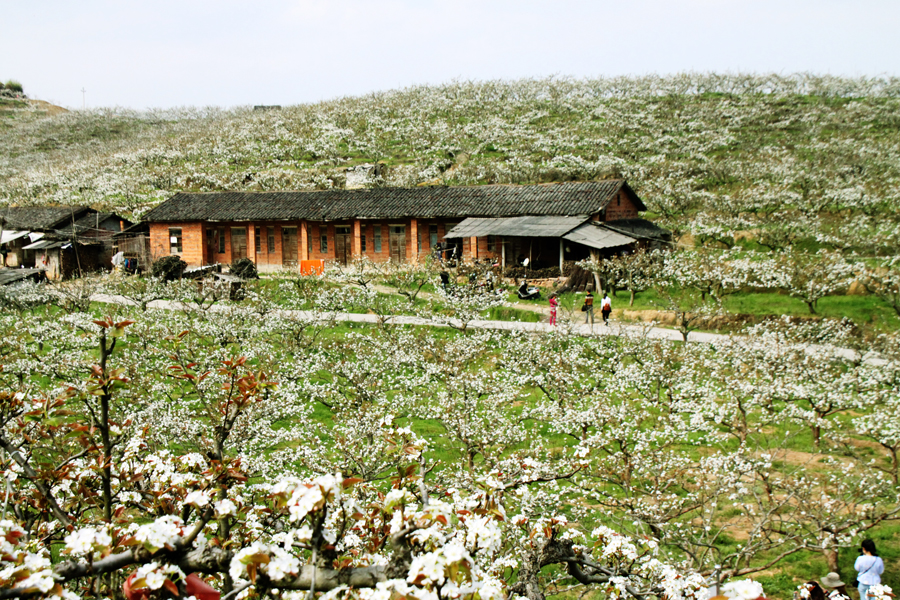 建寧萬畝梨花賞花活動(dòng)-2-新浪旅游.jpg