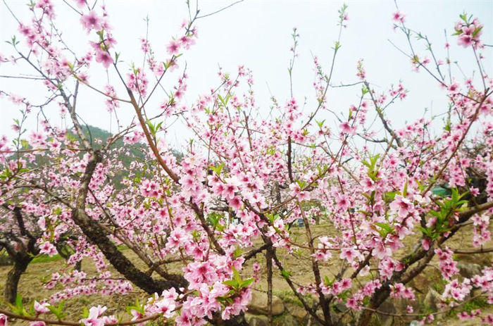 1444372917837449.jpg 官溪桃花節(jié)-3.jpg