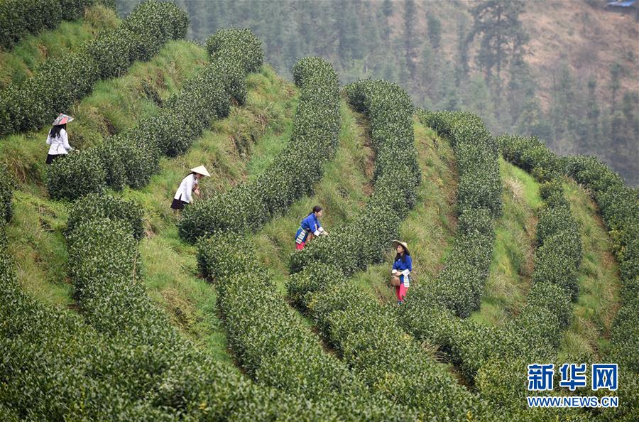 （經(jīng)濟(jì)）（4）貴州春茶陸續(xù)開采