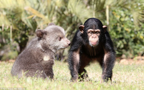 它們在動物園內(nèi)演繹了一段“跨界”友誼，成了形影不離的好朋友。