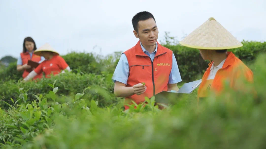 福州農(nóng)商銀行金融助理在茉莉花茶園向茶農(nóng)了解茉莉花種植情況。.jpg