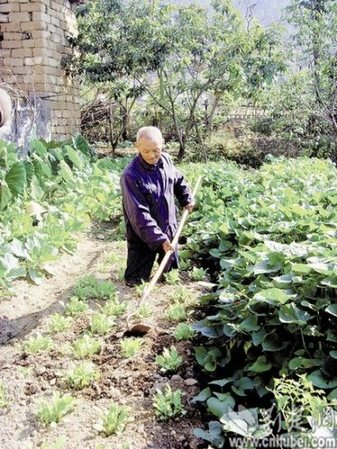 傅新德在地里種菜 傅新德在地里種菜