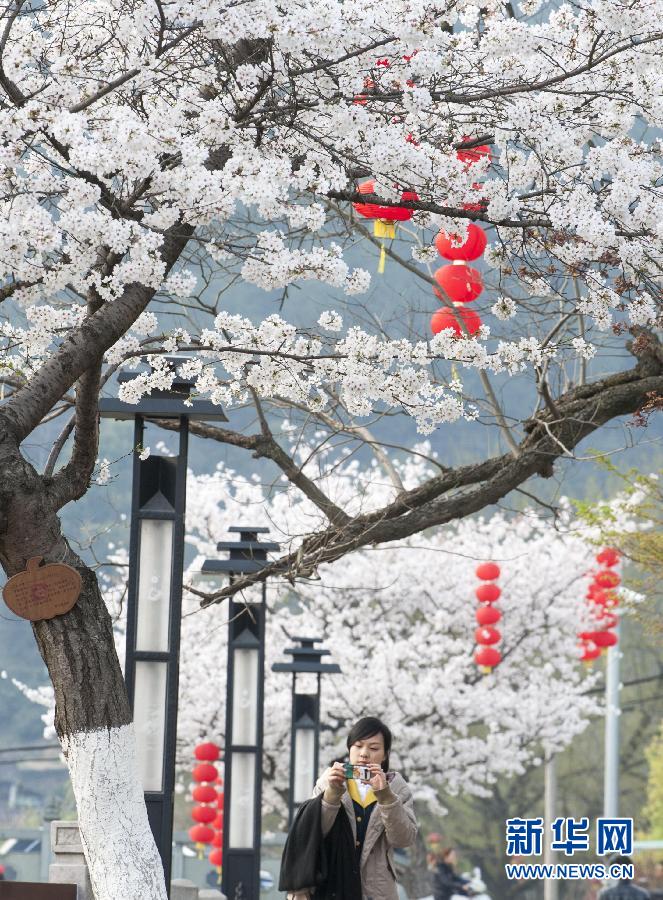 #（社會）（1）南國花開艷 賞櫻正當(dāng)時(shí)