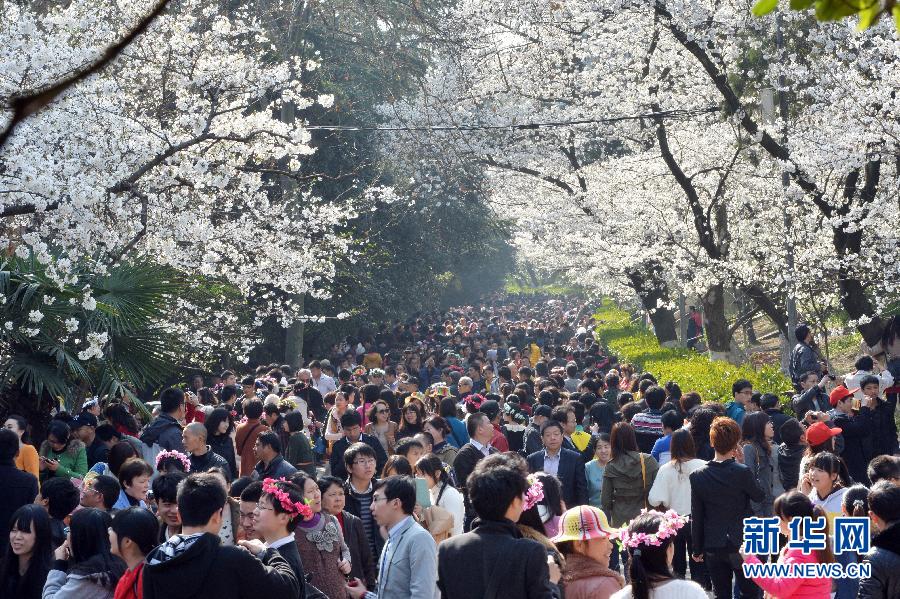 #（社會(huì)）（6）南國(guó)花開(kāi)艷 賞櫻正當(dāng)時(shí)