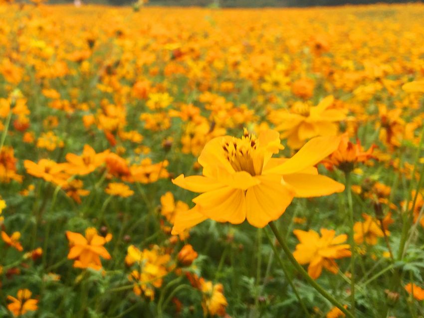 冬季到福州南江濱看花?！〗瘘S和橙色花朵別樣美