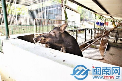 漳州3歲童動物園看野豬小指被吞食 園方:愿賠償
