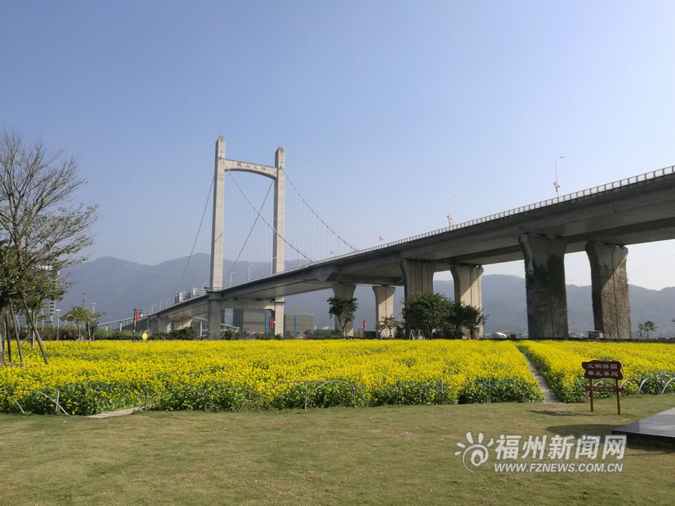 “福州藍(lán)”下，福州公園成金色花海